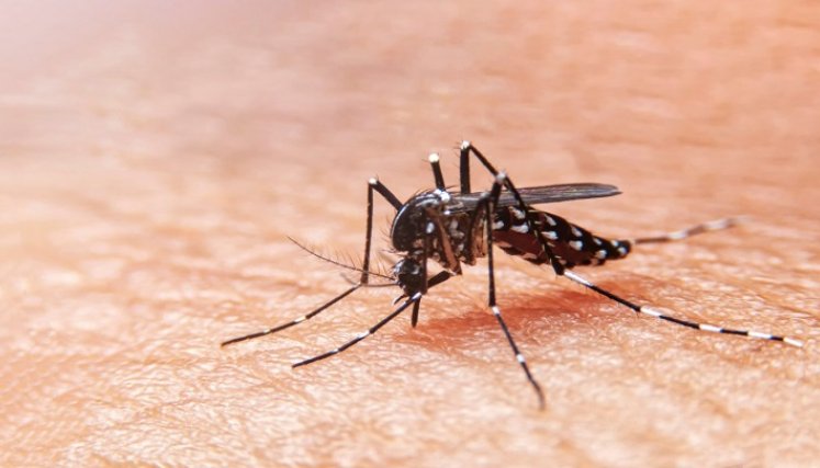 Dengue. / Foto: Cortesía