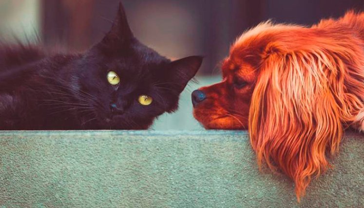 Gatos y perros