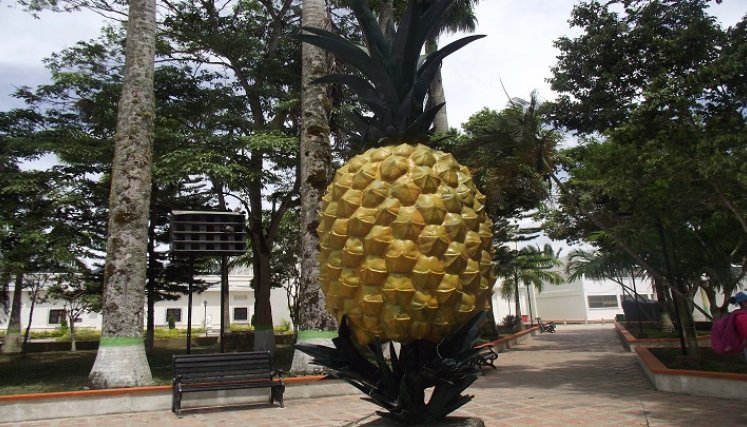 Para sembrar una hectárea de piña se requiere una inversión de $25 millones. / Fotos: Cortesía / La Opinión
