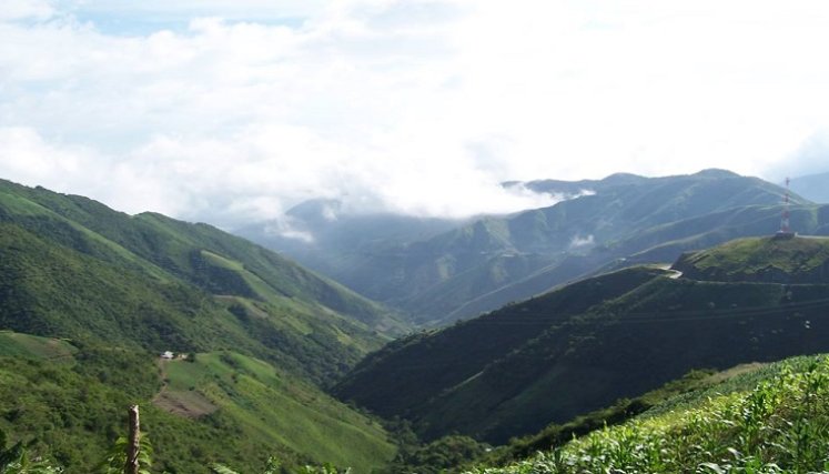 En Norte de Santander se concentra el 18% del total de los cultivos ilícitos en Colombia.