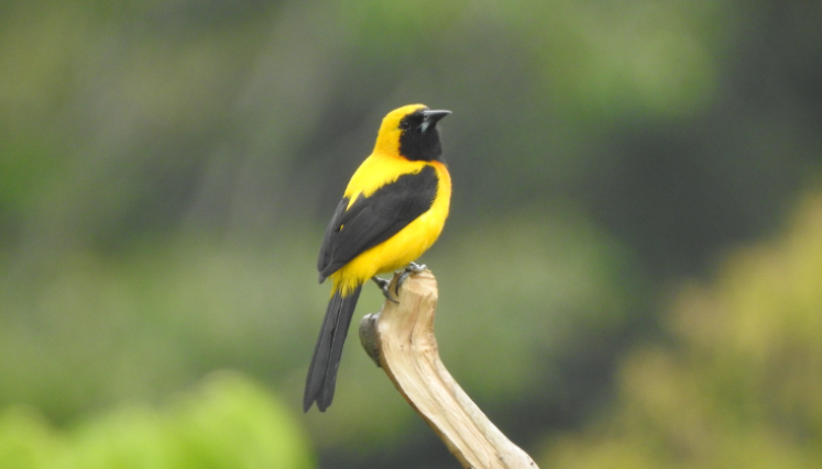 Este martes el concejo municipal institucionalizó el pájaro Icterus chysater, más conocido como turpial “toche”, como ave oficial del municipio.