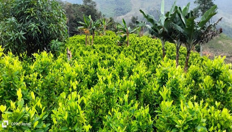 Una iniciativa está encaminada al uso de la hoja de coca con fines industriales y terapéuticos./ Foto cortesía: La Opinión.