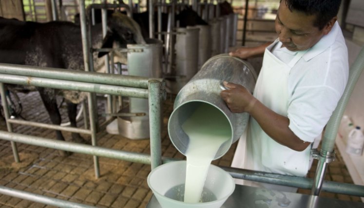  La producción de leche de Norte de Santander representa el 1,93 % de producción de todo el país. / Foto archivo La Opinión