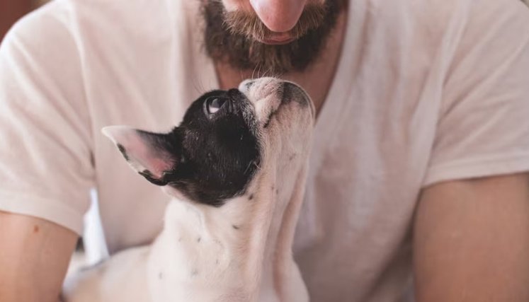 Un estudio piloto comprueba cómo el olor del estrés humano afecta al aprendizaje y al estado emocional de los perros, que recoge la revista Scientific Reports.