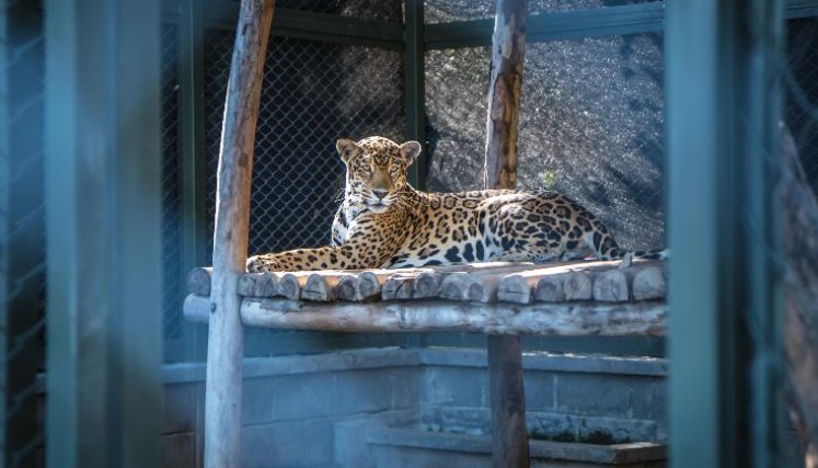 El jaguar (Panthera onca), catalogado como una especie emblemática de la biodiversidad en Colombia, enfrenta constantes amenazas debido a la pérdida de su hábitat y la caza furtiva./Fotos: Cortesía / La Opinión 