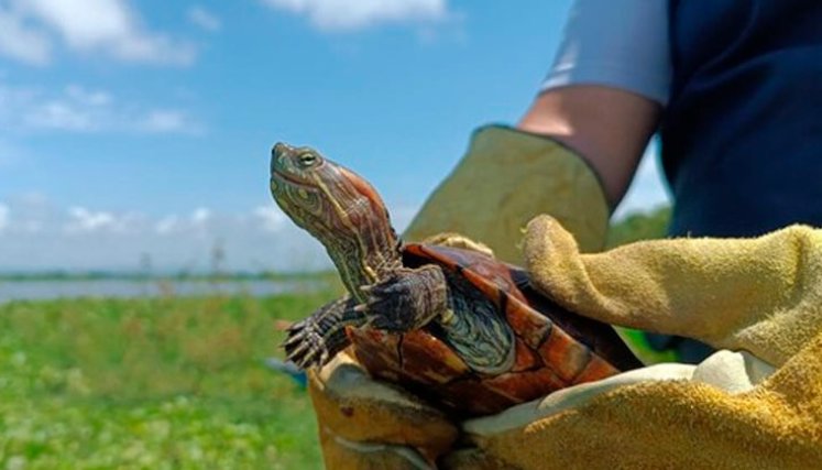 Animales rescatados