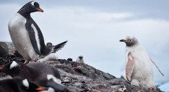 pinguino