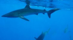 Tiburones.