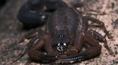 Escorpión lanza veneno