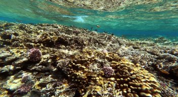 "Mientras los arrecifes coralinos estén allí, tenemos muchos peces y, por lo tanto, trabajo", explica instructor de buceo,/AFP 
