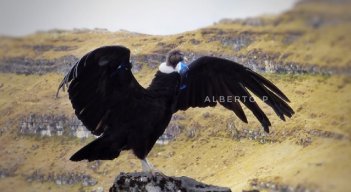 Biólogo pamplonés, un guardián de los cóndores