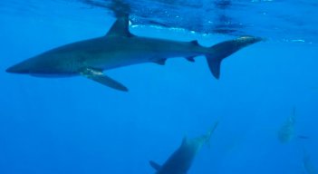 Tiburones.