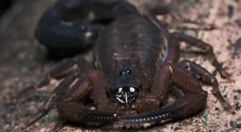 Escorpión lanza veneno
